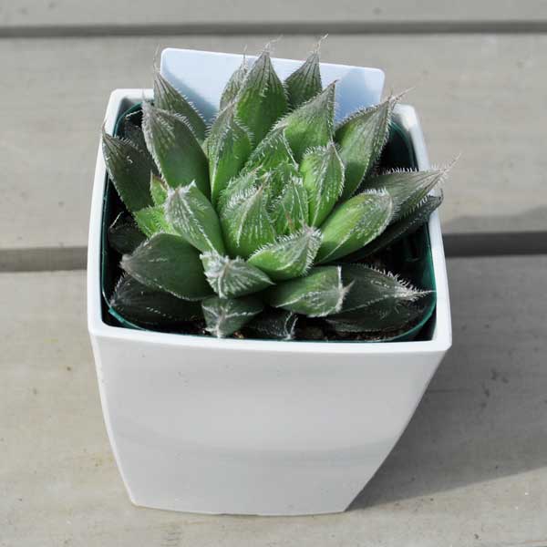 ハオルチア 白うさぎ プラ鉢 多肉植物 希少植物 数量限定 はっぴーくろーばーのサムネイル