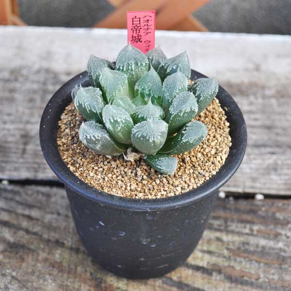 【現品写真】ハオルチア 白帝城 プラ鉢 多肉植物 希少植物 数量限定 はっぴーくろーばーのサムネイル