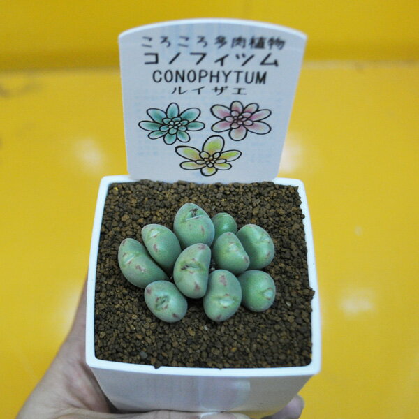 メセン　コノフィツム　"ルイザエ"　多肉植物　希少植物　ミニサイズ　はっぴーくろーばーのサムネイル
