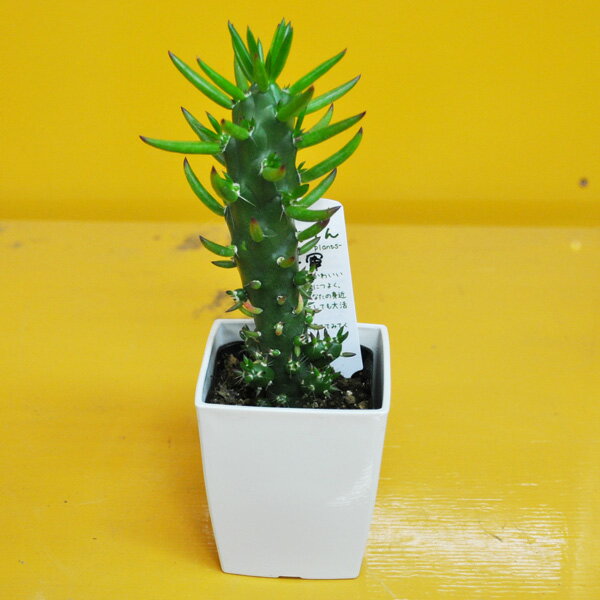 【写真サービス有】サボテン "将軍" 2.5寸 角鉢 希少植物 多肉植物 再入荷未定 はっぴーくろーばーのサムネイル