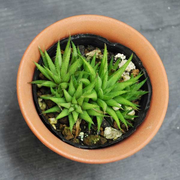 ハオルチア 小人の座 茶プラ鉢 多肉植物 希少植物 数量限定 はっぴーくろーばーのサムネイル