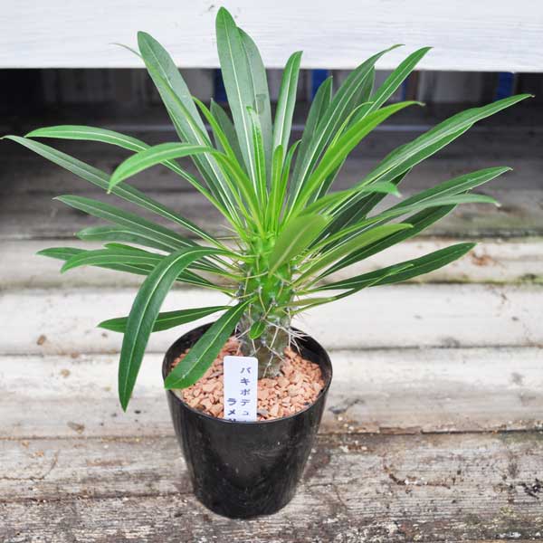 パキポディウム ラメリー 3寸 多肉植物 数量限定 希少植物 再入荷未定 はっぴーくろーばーのサムネイル