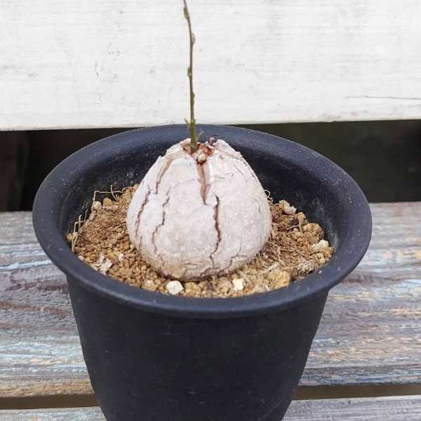 ディオスコレア 3寸サイズ 亀甲竜 多肉植物 数量限定 希少植物 再入荷未定 はっぴーくろーばーのサムネイル