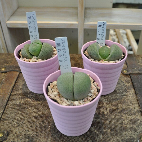 【可愛い多肉】プレイオスピラス　ネリー　"割れたまご"　3寸　多肉植物　帝玉　ミニサイズ　はっぴーくろーばーのサムネイル