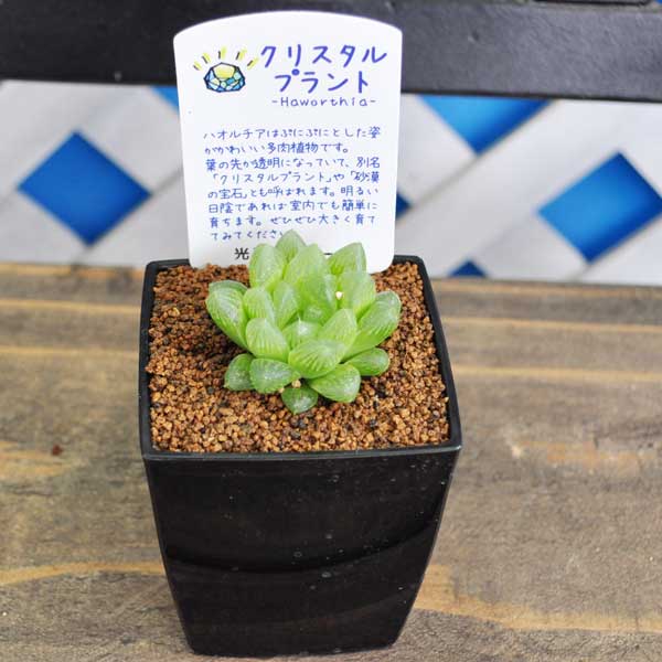 ハオルチア 光オブツーサ プラ角鉢 多肉植物 希少植物 数量限定 はっぴーくろーばーのサムネイル