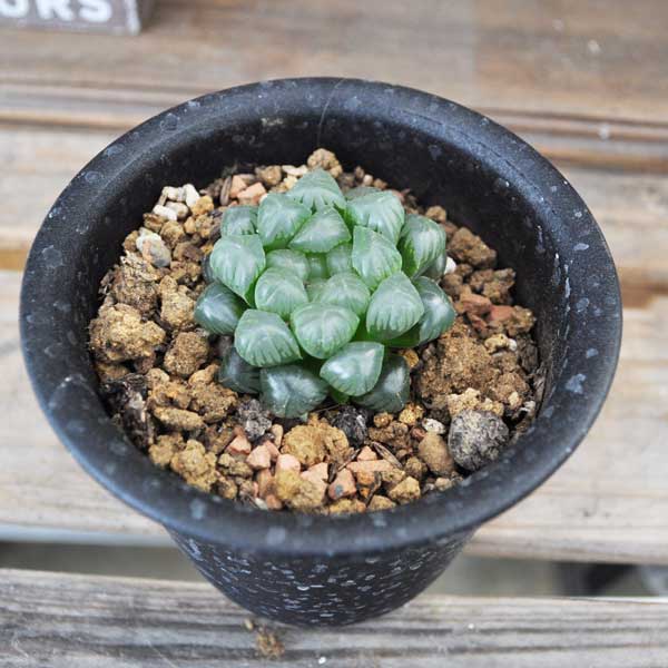 【オススメ】ハオルチア オブツーサ 薄紫 9×9cm鉢 多肉植物 希少植物 数量限定 はっぴーくろーばーのサムネイル