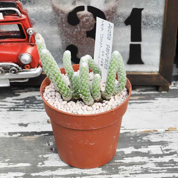 【希少植物】アボニア パピラケア 白蛇殿 カラーポット 多肉植物 希少植物 はっぴーくろーばーのサムネイル