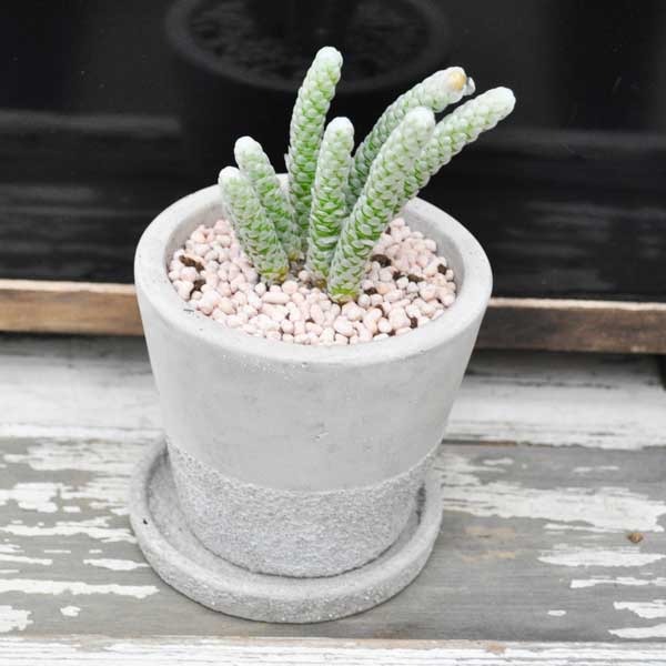 【希少植物】アボニア パピラケア 白蛇殿 トウキ鉢 多肉植物 希少植物 はっぴーくろーばーのサムネイル