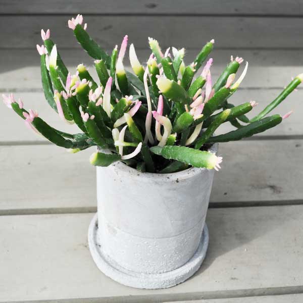 リプサリス ピンクサリー トウキ鉢 希少植物 多肉植物 はっぴーくろーばーのサムネイル