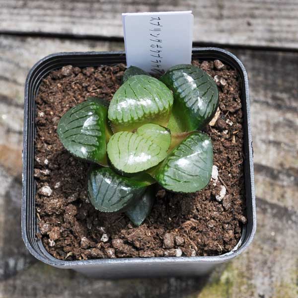 【希少多肉】ハオルチア スプリングボクブラケンシス プラ鉢 多肉植物 希少植物 数量限定 はっぴーくろーばーのサムネイル