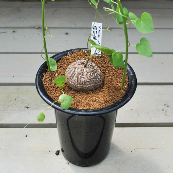ディオスコレア 亀甲竜 4寸鉢 多肉植物 数量限定 希少植物 再入荷未定 はっぴーくろーばーのサムネイル