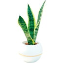 内祝い お返し 送料無料 花 ギフト 観葉植物 サンセベリア 丸鉢 5号鉢 グリーン おしゃれ かわいい 雑貨 玄関 インテリア 出産内祝い 結婚内祝い 結婚祝...