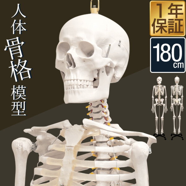 人体模型 骨格模型 骨 等身大 身長約166cm 展示スタンド付き 骨格標本 骨格モデル 全身骨格模 ...