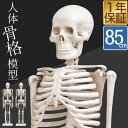 人体模型 骨格模型 骨 約85cm 1/2モデル 展示スタンド付き 骨格標本 骨格モデル 全身骨格模型 直立 可動 医学 理学 解剖学 整体 整骨院 関節 資料...