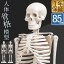 人体模型 骨格模型 骨 約85cm 1/2モデル 展示スタンド付き 骨格標本 骨格モデル 全身骨格模型 直立 可..