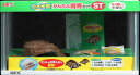 【マラソン10%クーポン配布中】カメ元気 かんたん飼育セット
