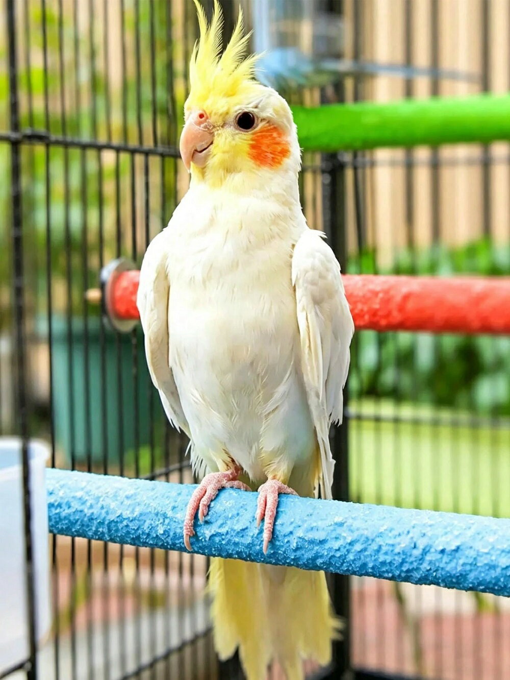 Rakuten - [お得な3本セット]鳥 止まり木 爪とぎ 爪切り インコ 爪研ぎ パーチ サンドパーチ セメント 15cm 片側ネジ 径1.5cm 小型鳥 中型鳥 セキセイインコ 文鳥 オカメインコ コザクラ おもちゃ 備長炭 ケージ 固定 簡単 やすり 爪ケア 鳥用品 ペット用品 送料無料