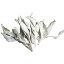 セイクリッド ホワイトセージ 無農薬 20g 浄化用アメリカより直輸入だからこの価格!!(ポスト投函配送選択可能です/2袋毎に送料1通分が掛かります)天然ホワイトセージ クラスター20グラム(乾燥剤入り)/スマッジング/お香作りに!/インセンス/ 858円