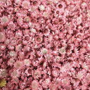 ドライフラワー 約150個入 樹脂ミニフラワー レジン ドライフラワー ソリッドカラーは エンボス材ネイルペンダントDIYクラフトクラフト材料ファッション各種キ...