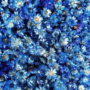 ドライフラワー 樹脂ミニフラワー レジン ドライフラワー ソリッドカラーは1パック約150本 カラーは1パック約280本 エンボス材ネイルペンダントDIYクラフ...