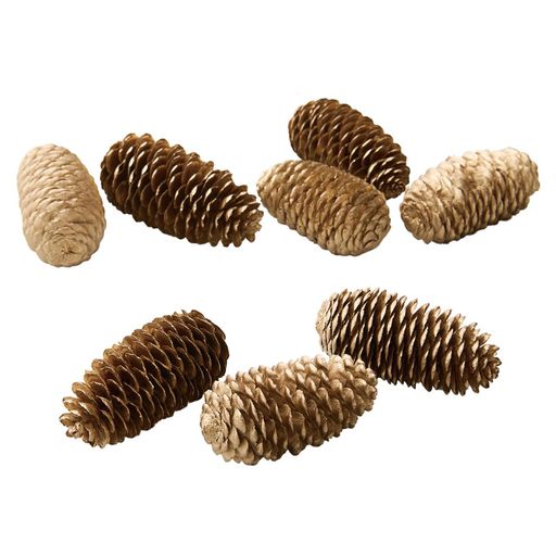 大地農園ドライフラワートウヒ・小約L5~8cm8個入DO024060-902