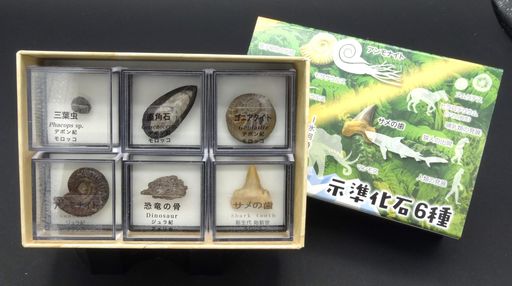 アンモナイトは画像と異なる種類の化石標本が入っている場合があります。 箱のサイズ:125x85x35mm ※スライド式スリーブ箱 内容:三葉虫、直角石、ゴニアタイト、恐竜の骨、アンモナイト、サメの歯 地質年代を表すわかりやすいイラストつき この商品に使用している岩石、鉱物、化石標本は天然のものですので個体によって大きさや色、質感が異なります。掲載画像と実物で印象が違う場合があります。予めご了承ください。