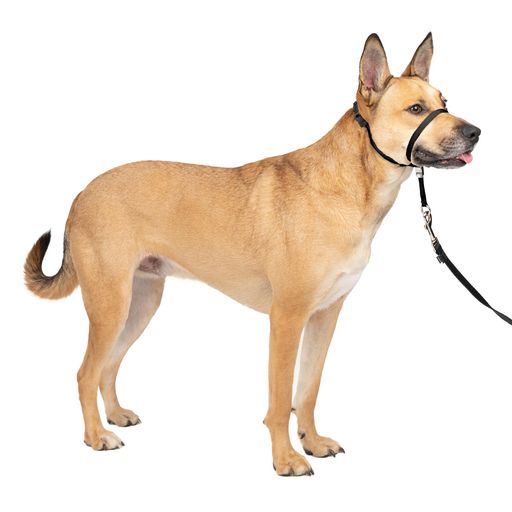 Training Goods - PetSafe(ペットセーフ)ジェントルリーダー引っ張り防止ヘッドカラー犬用散歩トレーニング【ブラックMサイズ】