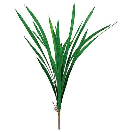 アスカ造花オーキッドリーフグリーン全長:約57cm、幅:約60cmA-44137-051A