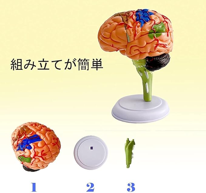 ハッピーストリームの脳模型 人体模型 医学 立体 神経学 大脳 脳モデル 脳みそ 4D脳模型 仕組み 31パーツ 院内模型 医学生 解剖｜アングル3