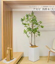 アセビ 馬酔木 170cm 人工観葉植物 大型 フェイクグリーン 観葉植物 造花 光触媒 鉢付 軽量セメント ファイバーセメント フェイク グリーン インテリア...