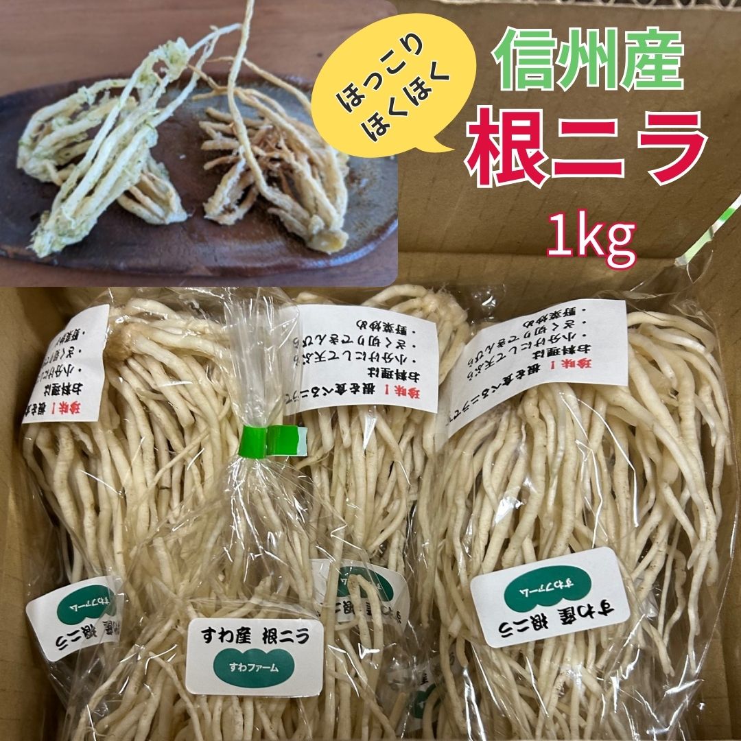 【 信州 諏訪産 根ニラ 1kg 】 送料無料 長野 諏訪 珍しい 根菜 根にら ニラ にら 珍味