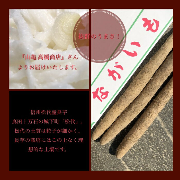 【信州松代特産長芋】贈答用/家庭用