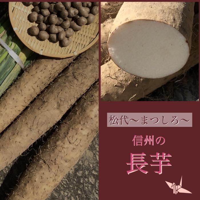 【 信州 松代特産 長芋 秀品 6kg （3本） 】 送料無料 贈答用 贈物 ギフト 謝恩