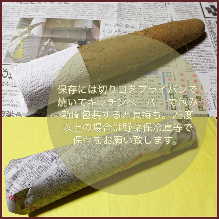 【信州松代特産長芋】贈答用/家庭用
