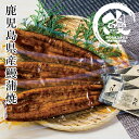 お中元2025 鹿児島産 鰻蒲焼特大3尾セット 51-32045 お取り寄せグルメ 海産 ギフト ご贈答 自宅用 プレゼント 人気 ランキング お誕生日 鹿児島...