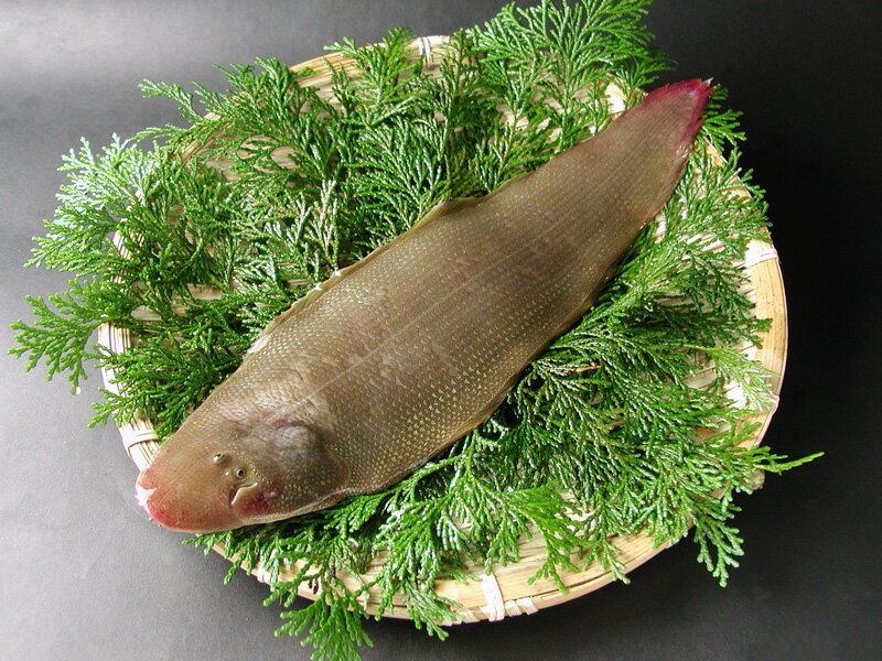 シタビラメ 舌鮃 シタビラメ 舌鮃