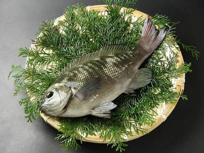 瀬戸内産　活〆天然めじな（グレ）　300〜350gのサムネイル