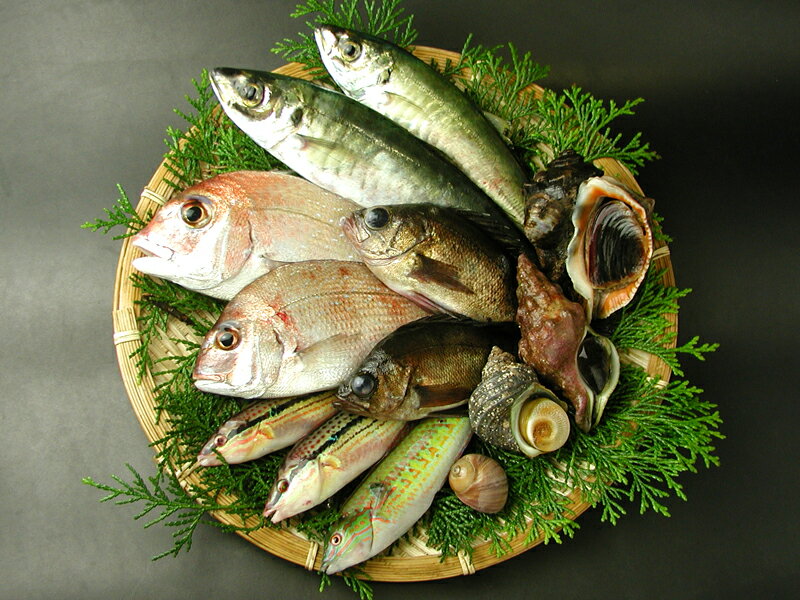 瀬戸内海の天然魚介類詰め合わせ（1〜3人分）送料込み