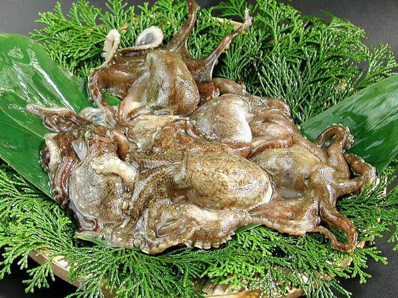 瀬戸内産　いいだこ　500g入のサムネイル