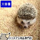 【8袋セット】はりねずみんみん共和国 コーンリター 5リットル×8袋セット 8個セット 大容量 ハリネズミが掘って遊べる床材 ホリホリ床材 オリジナル床材 敷き砂【大容量・まとめ買いセット】【動画あり】(4)
