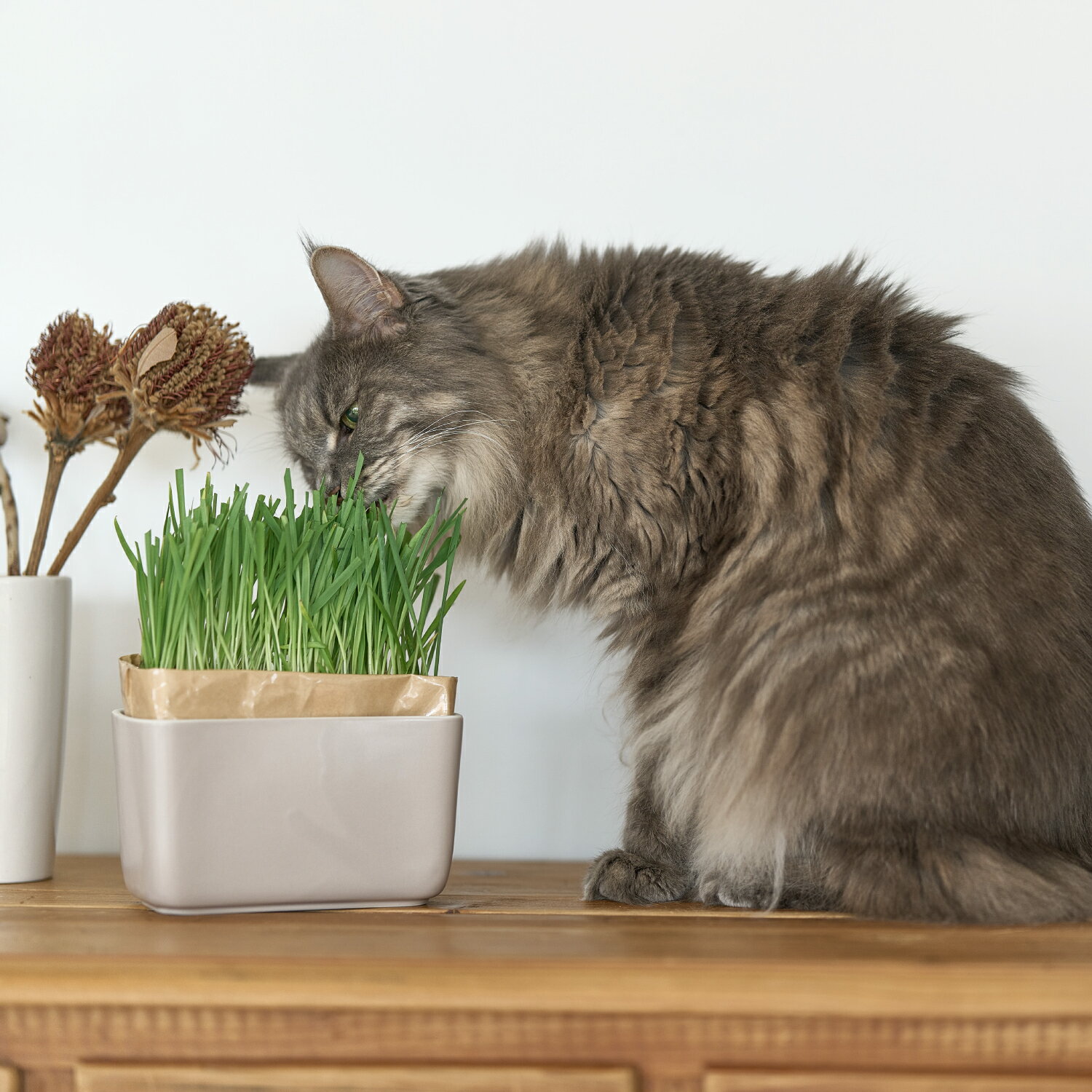 「INK にゃんベジ ポット」 ネコちゃんにとって大切な猫草を気軽に自宅で栽培できます。猫草を食べることで、毛玉の排出を促し、さらに栄養補給等のメリットがあります。育て方は簡単で水をいれて、日向に置いておくだけ。 【Point.1】 種まき不要、気楽に育てられる 土の代わりに再生粉砕パルプを使用した猫草栽培キット。種まき不要で袋を開けて水を注ぐだけなので手軽に栽培することができます。 【Point.2】 有田焼の器 付属の鉢は有田焼を採用し重みを持たせた倒れにくい形状で安定感があります。見た目もシンプルでインテリアに馴染みやすいデザインを採用。 【Point.3】 取り替え、片付け簡単 リフィルは燃えるゴミとして処理できるので使用後にリフィルを容器からはずし、袋の口を折り畳んで捨てるだけなのでお手入れ楽々！