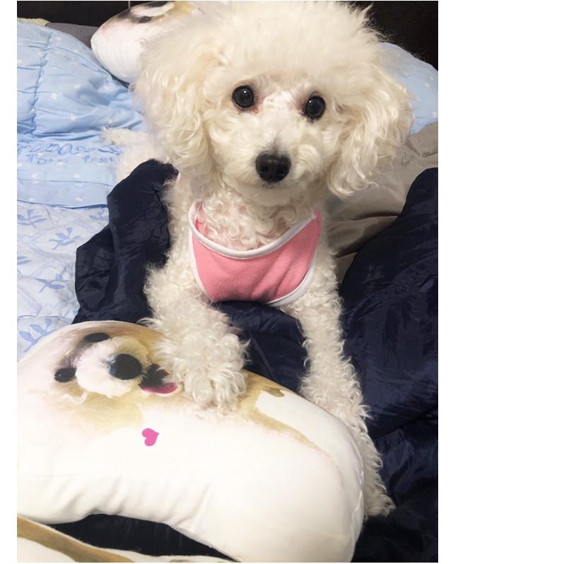 �ڥϥ�ɥᥤ�� ͽ���ʡۥڥåȥ��å���� �ڥå� 1ɤ�ڥåȥ��å���󥪡������ᥤ�� ���ꥸ�ʥ륯�å����ץ쥼������ڤʲ�²�ڥå�S������.