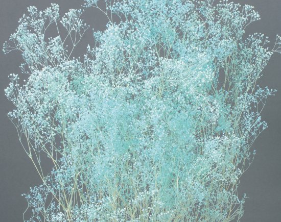 【ソフトミニカスミ草（ブルー）22g】