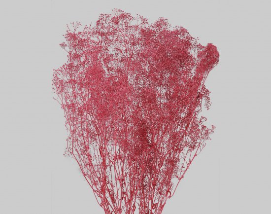 【ソフトミニカスミ草（ワイン）22g】