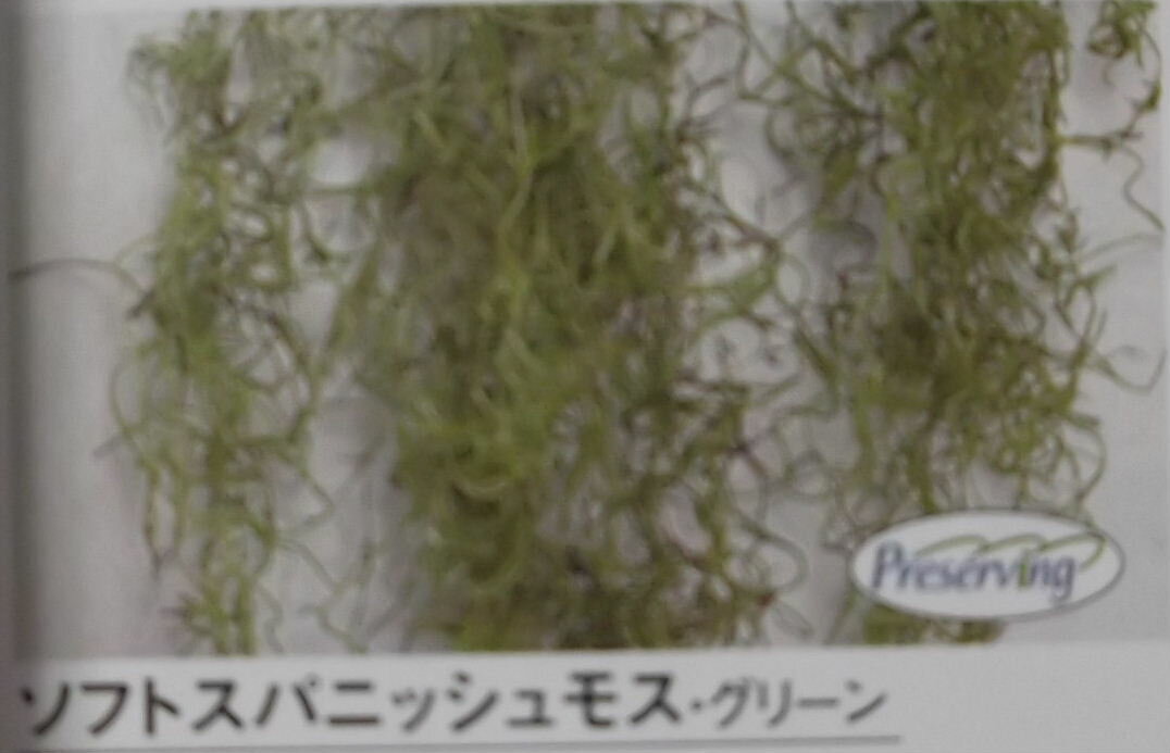 モス【ソフトスパニッシュモス（グリーン）約50g】