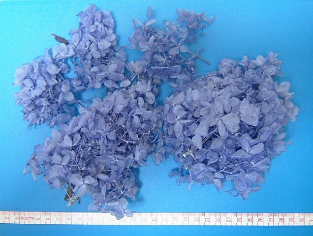 【ソフトピラミッドアジサイ・ヘッド（ラベンダー）2輪】411