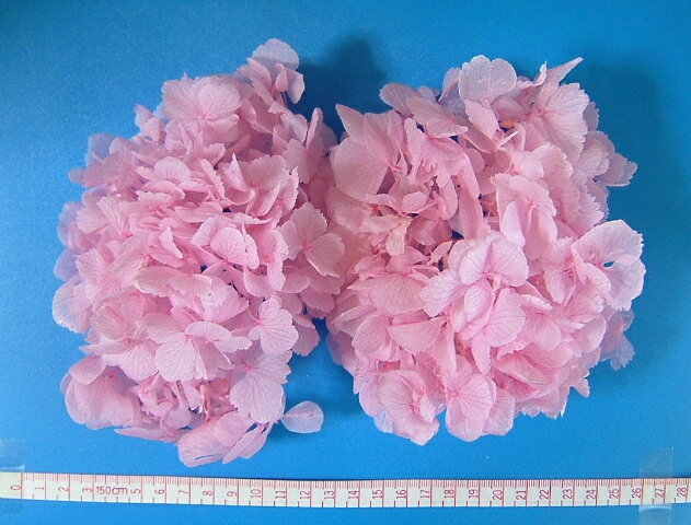 【ソフトゆめアジサイ・ヘッド（ピンク）約2輪】101