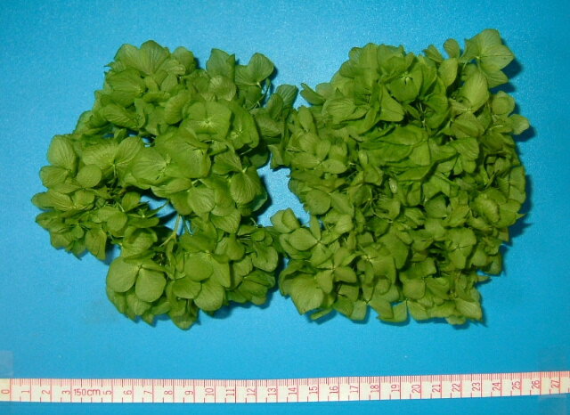 【ソフトゆめアジサイ・ヘッド（グリーン）約2輪】701