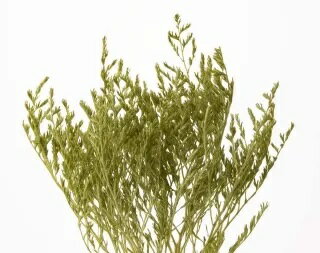 【タタリカ（スプリンググリーン）約18g】