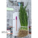 野菜の苗 タマネギ 【極早生】約100本(貴錦) 【10/25頃より発送開始予定♪】玉ねぎ苗 玉葱苗 たまねぎ苗